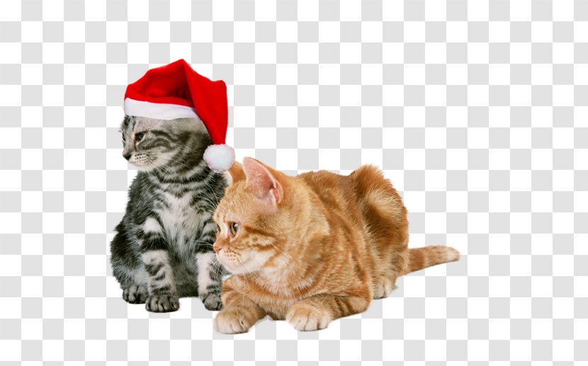Cat Kitten Dog Toy Pet - Enclosure - Christmas Elements Transparent PNG
