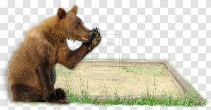 Grizzly Bear DeviantArt Sony Cyber-shot DSC-H10 Brown - Snout - Unbreakable World Tour Transparent PNG
