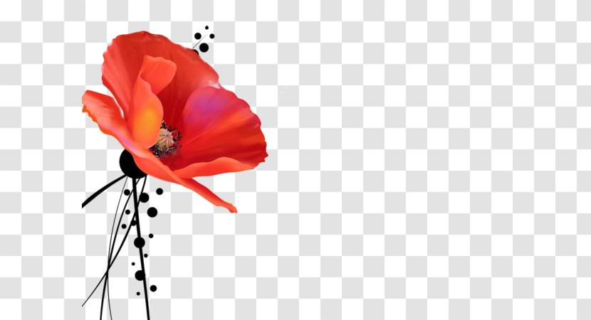 Poppy God Quran Happiness Holy Of Holies - Family Transparent PNG