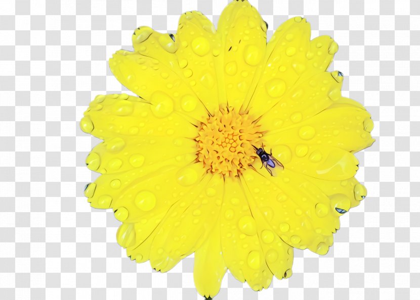 Flowers Background - English Marigold - Wildflower Calendula Transparent PNG