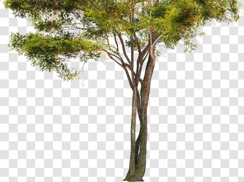 Tree Branch Trunk - Pine - Fir-tree Transparent PNG
