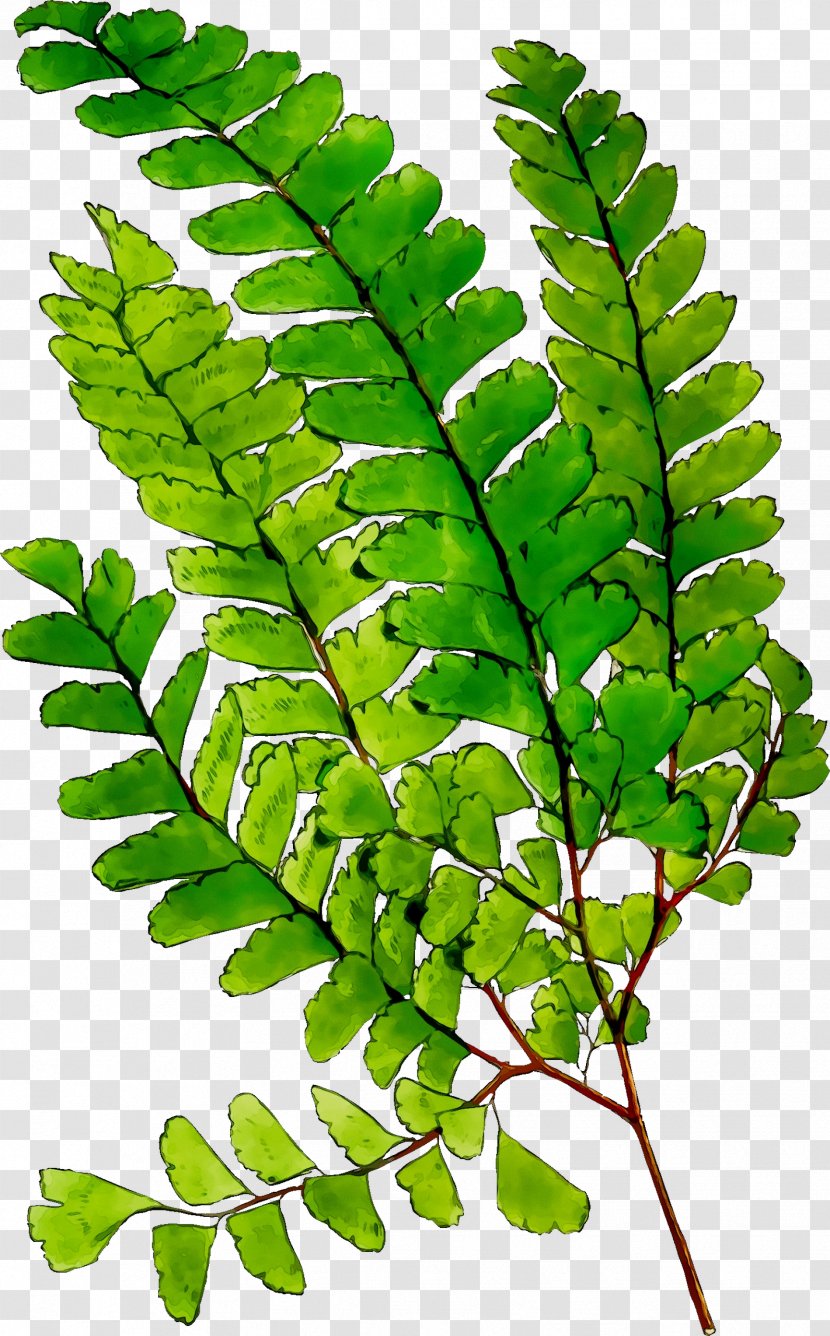 Fern Leaf Plant Stem Tree Plants - Branch Transparent PNG
