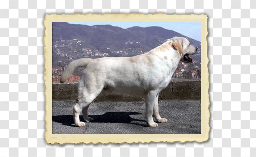 Labrador Retriever Dog Breed Sporting Group Snout - Kracker Transparent PNG