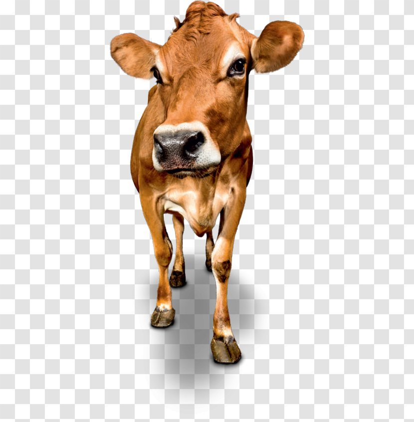 Dairy Cattle Jersey Milk Calf Ox - Netherlands Transparent PNG