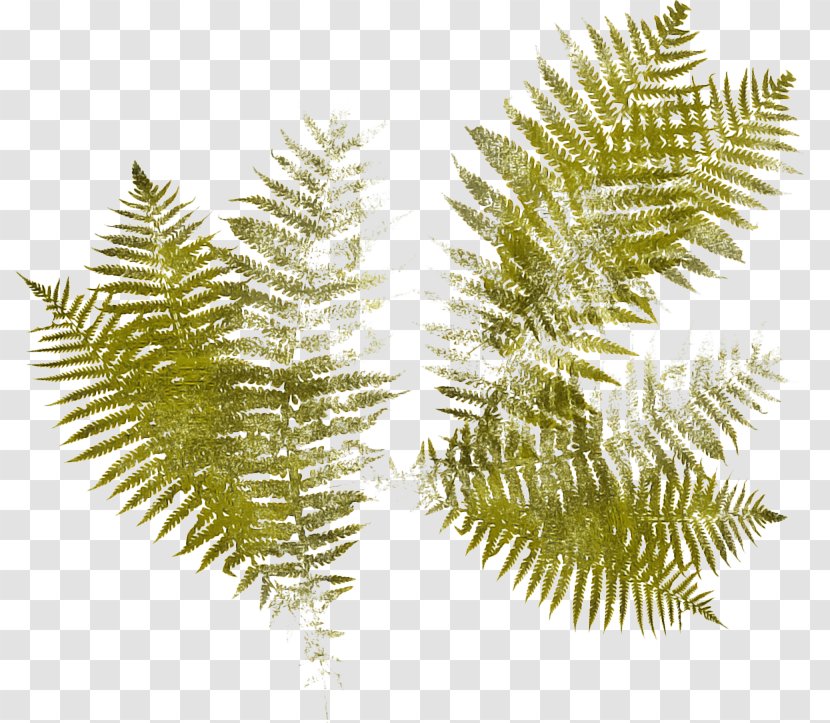 Cartoon Palm Tree - Ostrich Fern - Conifer Evergreen Transparent PNG