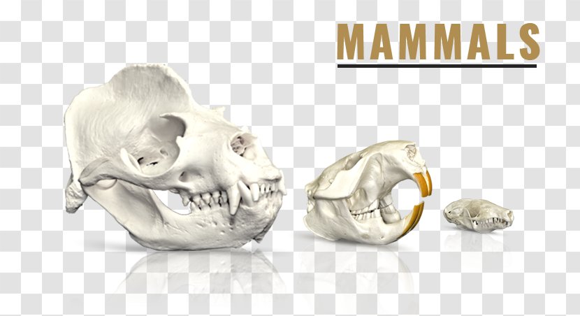 Skull SKELETONS: Museum Of Osteology Mammal - Jaw - Rat Snake Skeleton Transparent PNG