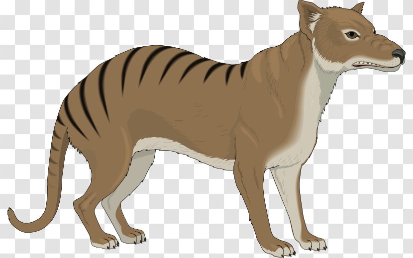 Thylacine Gray Wolf Clip Art - The 12 Chinese Zodiacs Transparent PNG