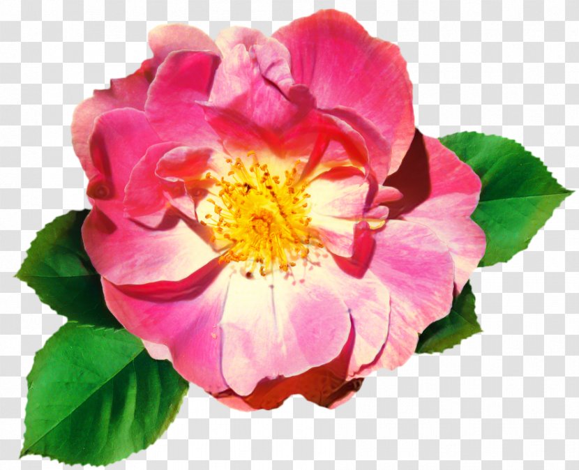Pink Flower Cartoon - Glaucous Dog Rose - Perennial Plant Woods Transparent PNG