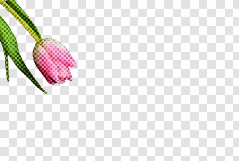 Flower Pink Plant Petal Tulip - Bud - Lily Family Pedicel Transparent PNG