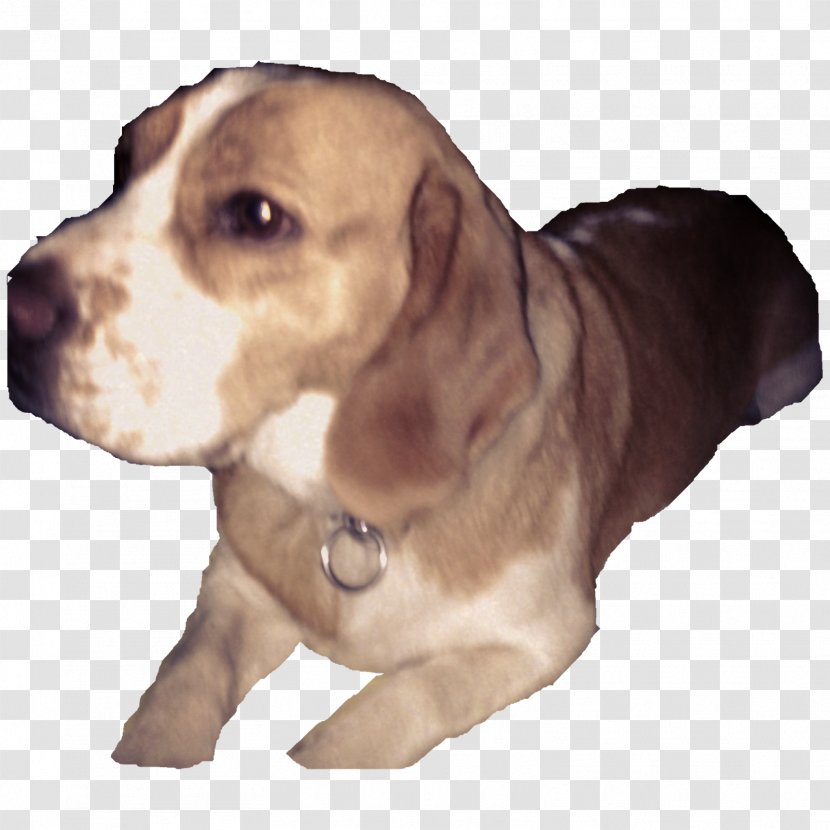 Beagle Puppy Dog Breed Companion Snout - Carnivoran - Tijeras Transparent PNG