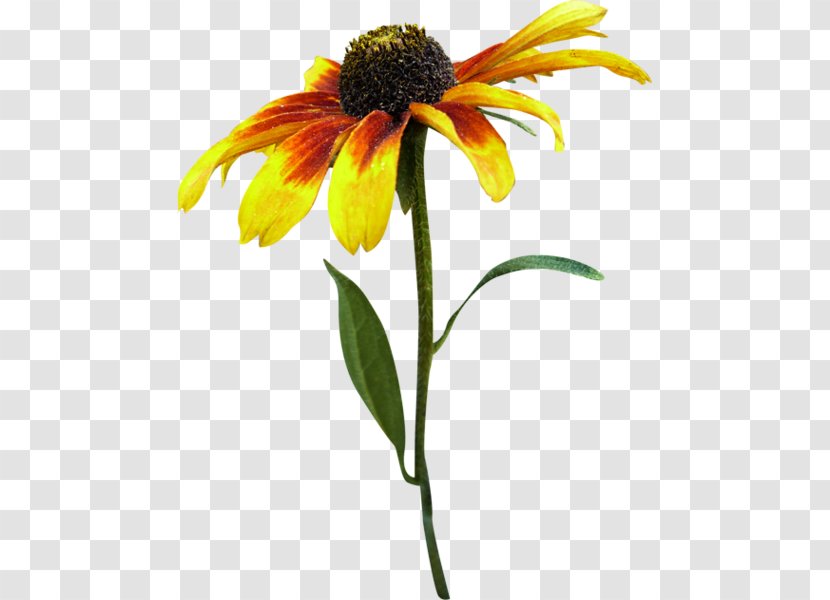Clip Art - Sunflower Seed - Daisy Family Transparent PNG