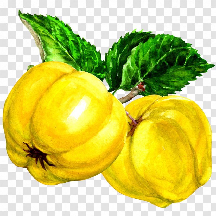Pattypan Squash Quince Fruit Auglis - Summer - Gold Painted Yellow Melon Transparent PNG
