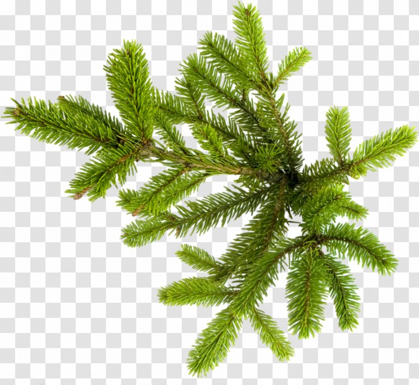 New Year Tree Spruce Photography Clip Art - Fir-tree Transparent PNG
