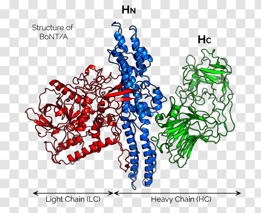 Clostridium Botulinum Toxin Neurotoxin Structure - Heart - Tree Transparent PNG