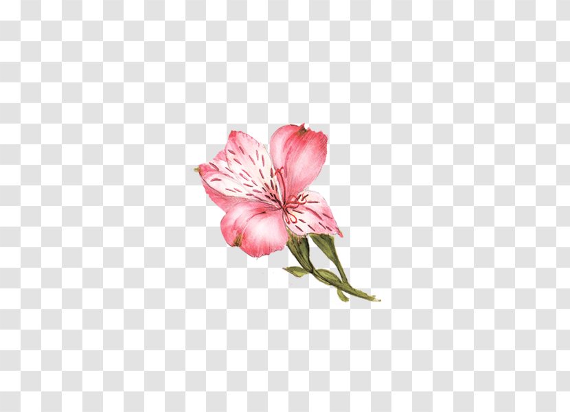 Flower Lilium - Artworks - Pink Lily Transparent PNG