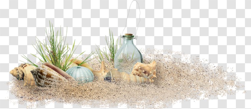 Beach Of La Concha - Grass Family Transparent PNG