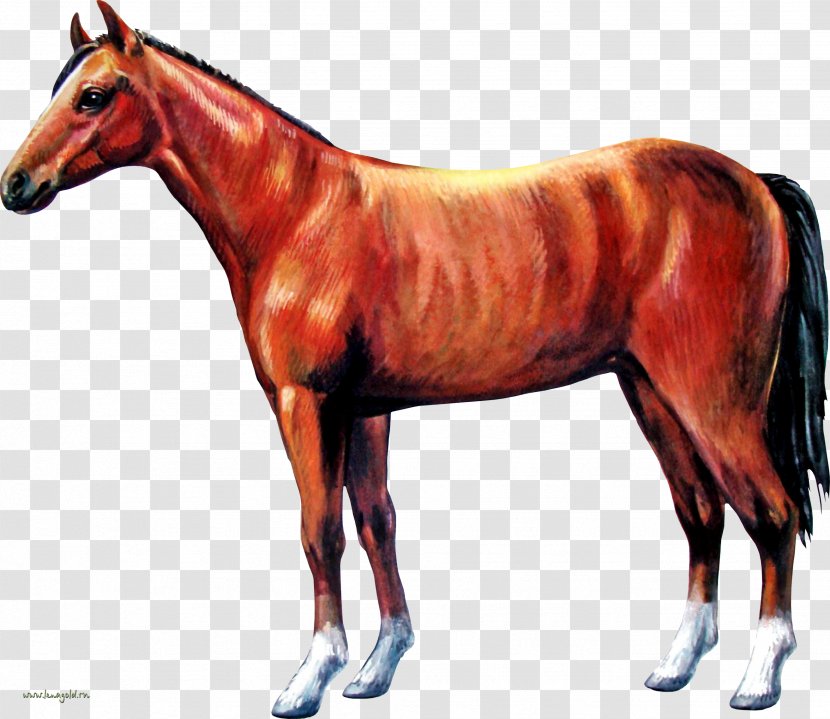 Horses Colt Stallion Foal - Bit - Horse Transparent PNG