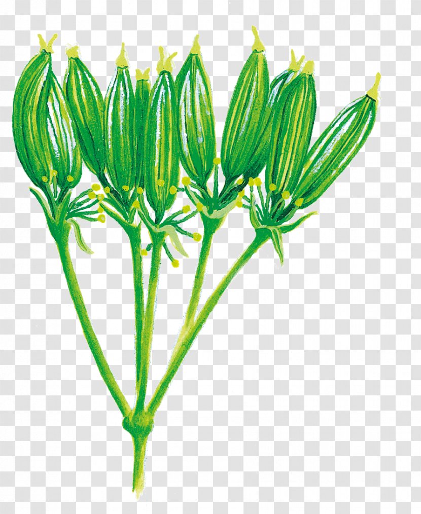 Flowering Plant Stem - Flower Transparent PNG