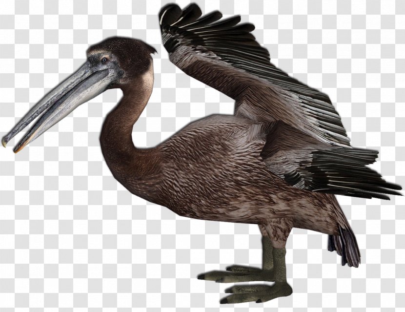 Pelican Beak Feather Extinction Vulture - Pelecaniformes - A Juvenile Transparent PNG