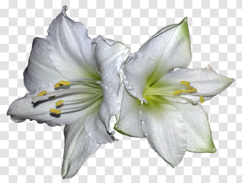 Lilium White Amaryllis Belladonna Petal - Tree - Lily Pictures Transparent PNG