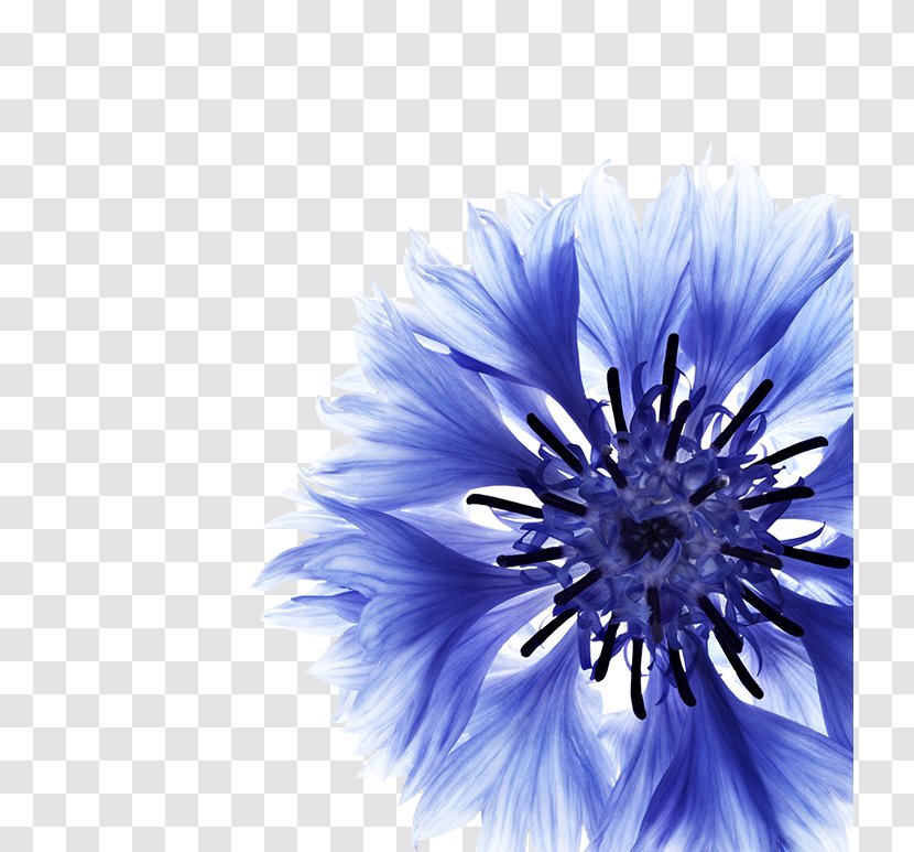 Cornflower Petal Botany - Flower Transparent PNG