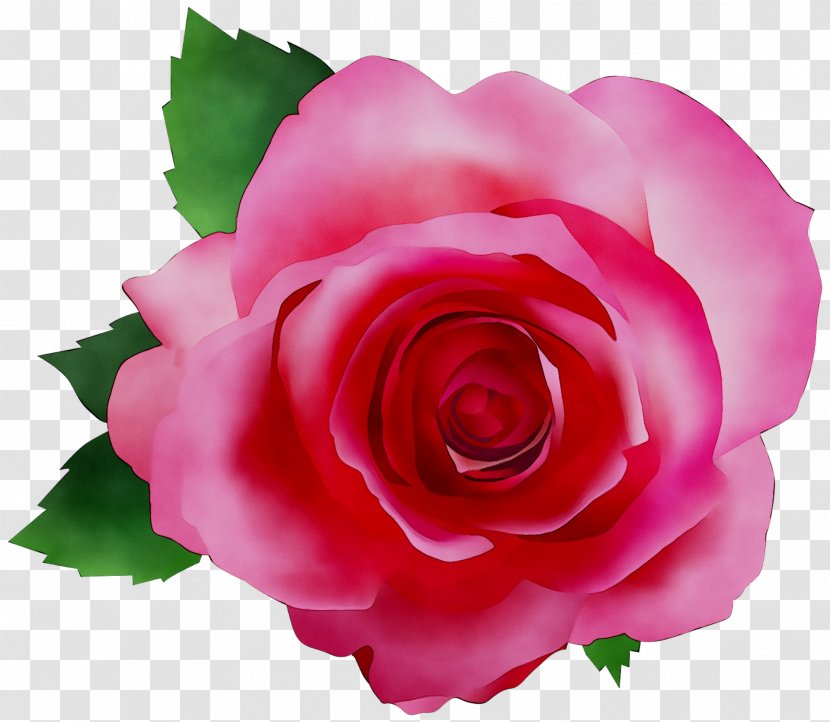 Garden Roses Essential Oil Beard Cabbage Rose - Lavender - Dandruff Transparent PNG
