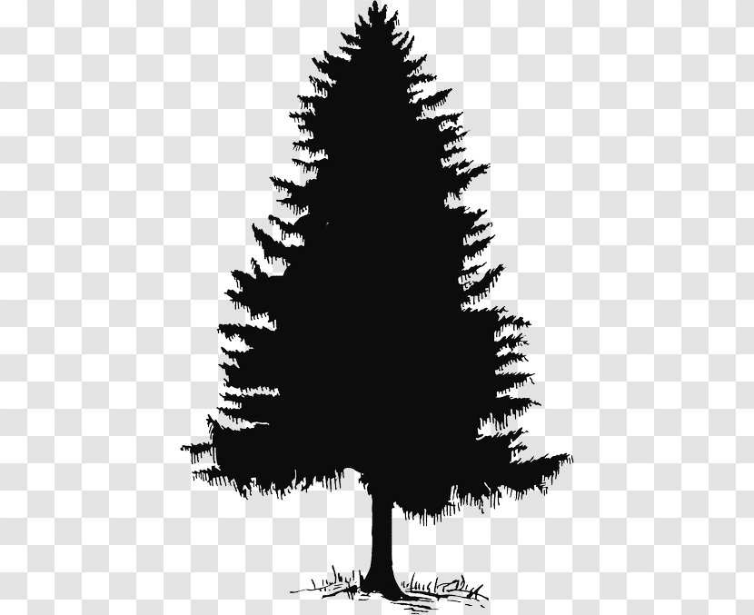Pine Evergreen Clip Art Fir Tree - Drawing Transparent PNG