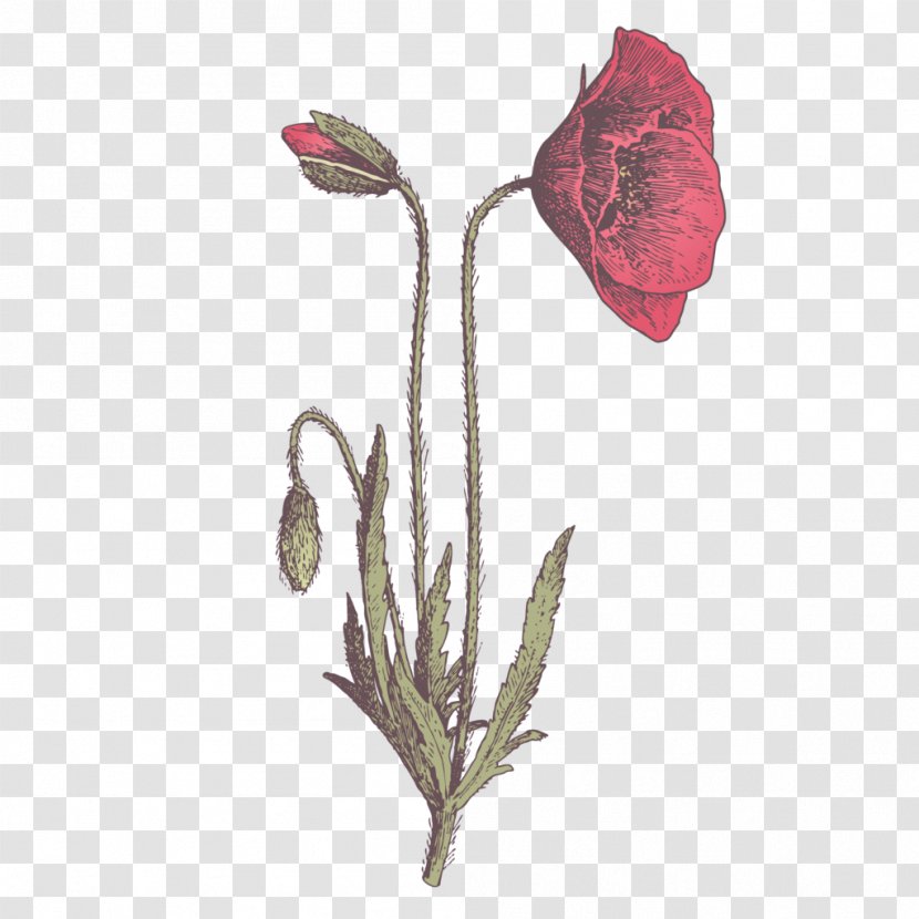 No Tulip Indonesian - Poppy Family - Psychology Transparent PNG