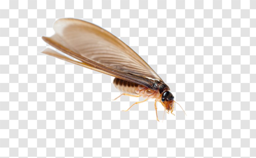 Termite Ant Cockroach Nuptial Flight Pest Control - Insect Transparent PNG