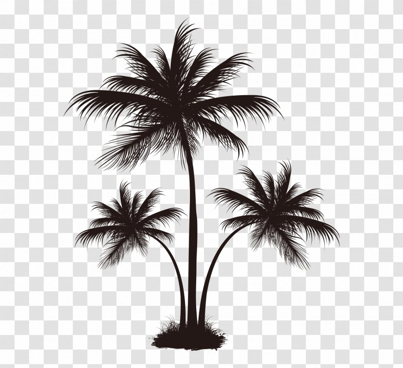 Arecaceae Coconut Tree - Monochrome Photography - Black Palm Pattern Transparent PNG