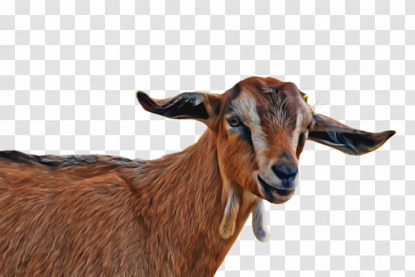 Goat Goats Goat-antelope Cow-goat Family Horn - Snout - Ear Feral Transparent PNG