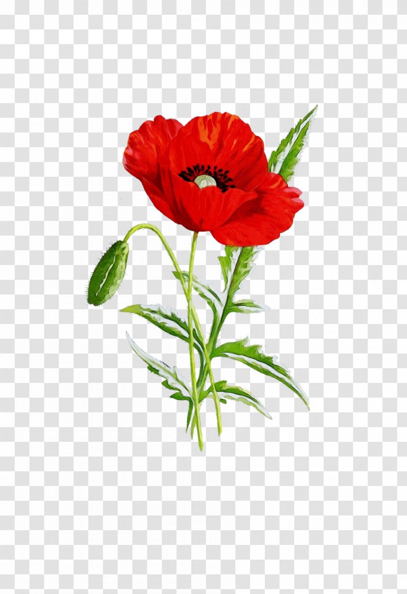 Flower Red Plant Oriental Poppy Coquelicot - Watercolor - Corn Transparent PNG
