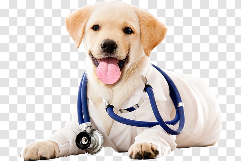 Dog Veterinarian Veterinary Medicine Clinique Vétérinaire Pet - Puppy Transparent PNG