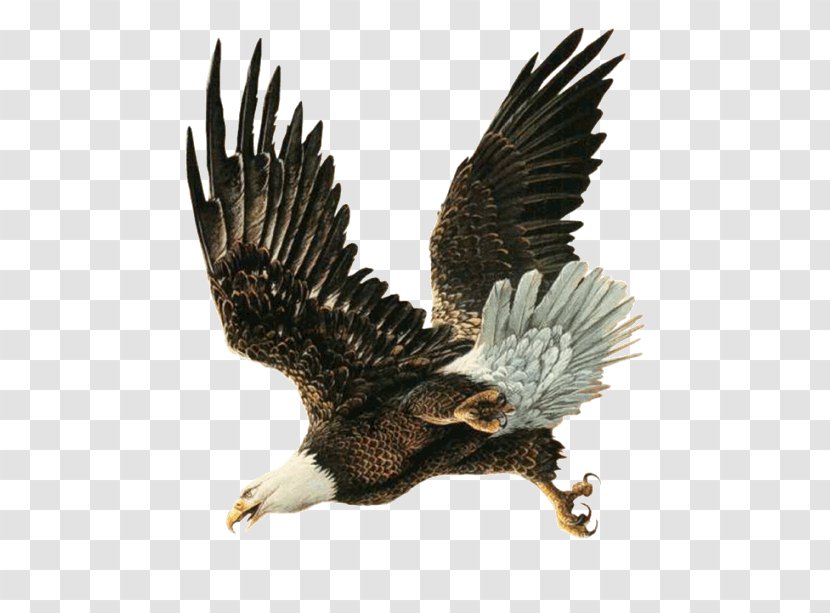 Bald Eagle Bird Hawk Transparent PNG