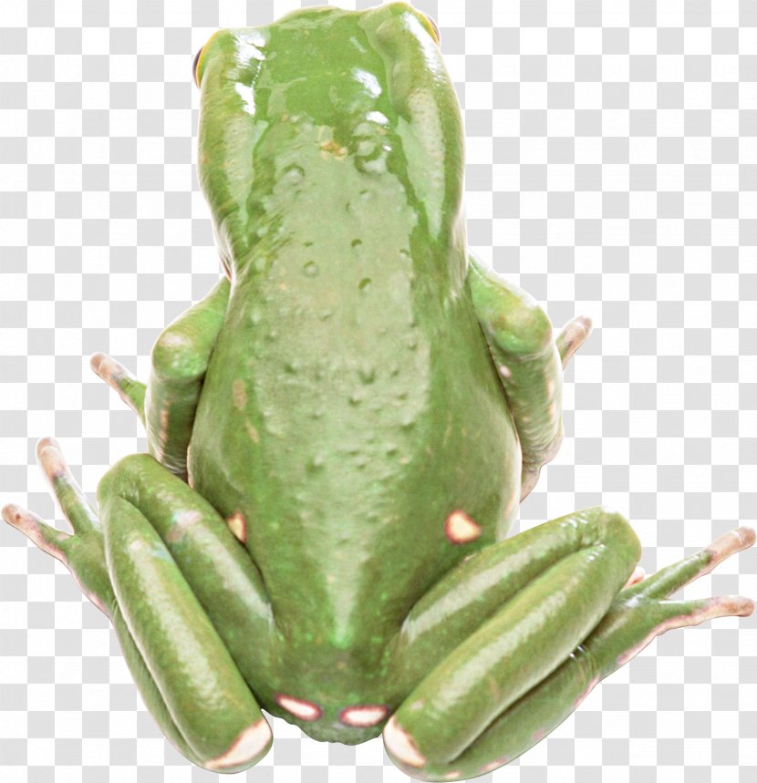 Frog Green Pixel - Heart Transparent PNG