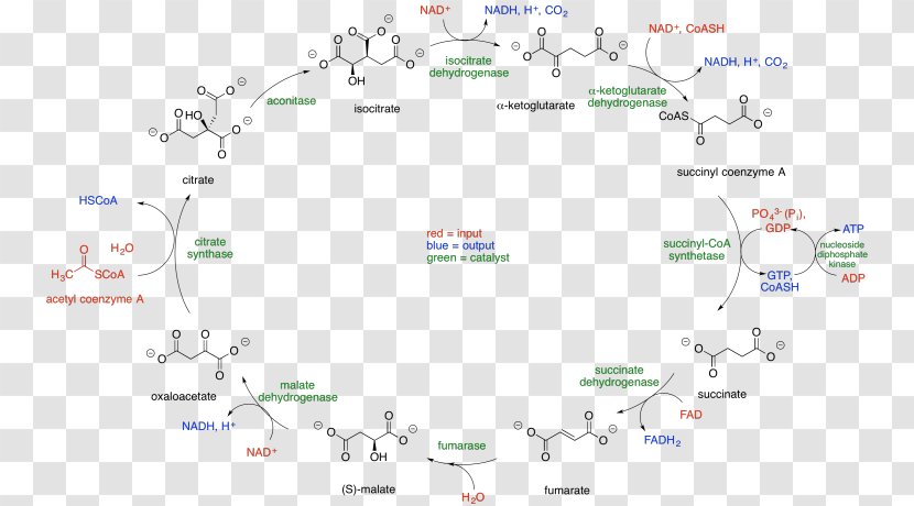 Citric Acid Cycle Coenzyme A Acetyl-CoA Tricarboxylic - Succinate Dehydrogenase Transparent PNG