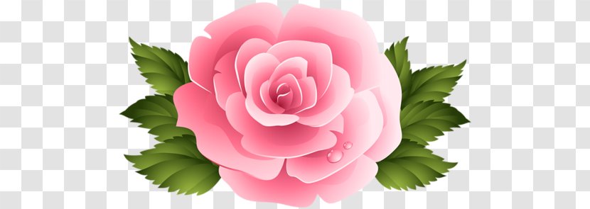 Rose Flower Pink Clip Art Transparent PNG