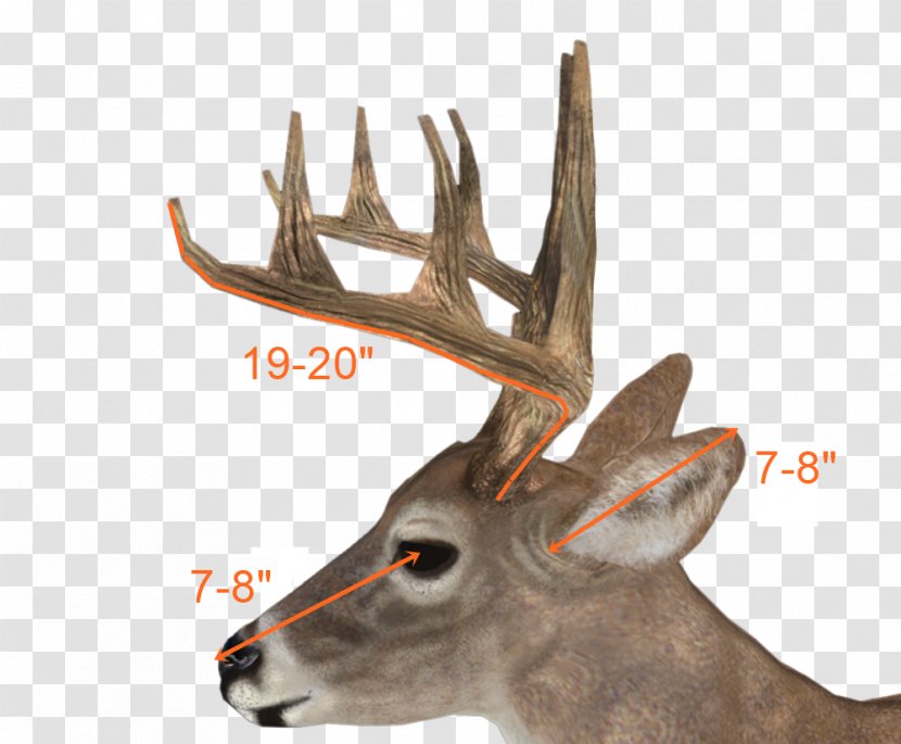 Reindeer White-tailed Deer Antler Image - Stock Photography - Whitetail Transparent PNG