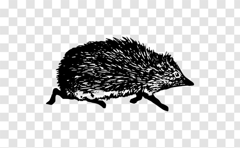 Domesticated Hedgehog Echidna Black And White - Photography Transparent PNG