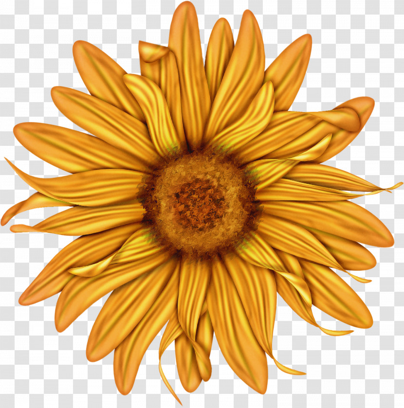 Sunflower Transparent PNG