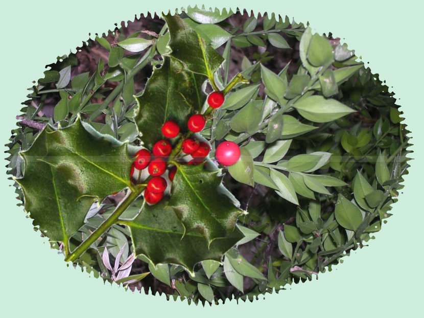 European Spindle Common Holly Blog Plant Holy Family - 2017 - Host Transparent PNG