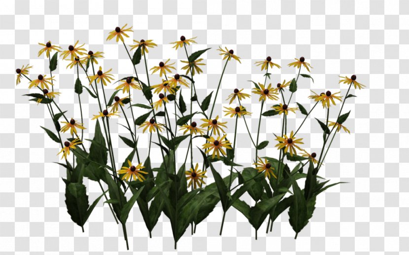 Blackeyed Susan Coneflower - Plant Transparent PNG