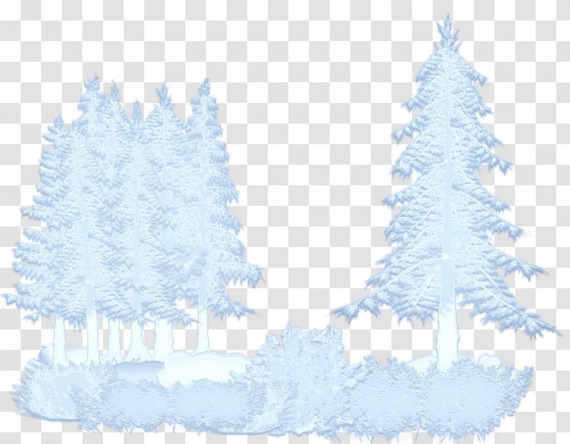 Spruce Fir Pine Christmas Tree - Evergreen - Forest Transparent PNG