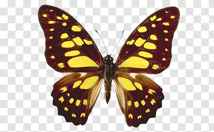 Butterfly - Symmetry - Lycaenid Transparent PNG