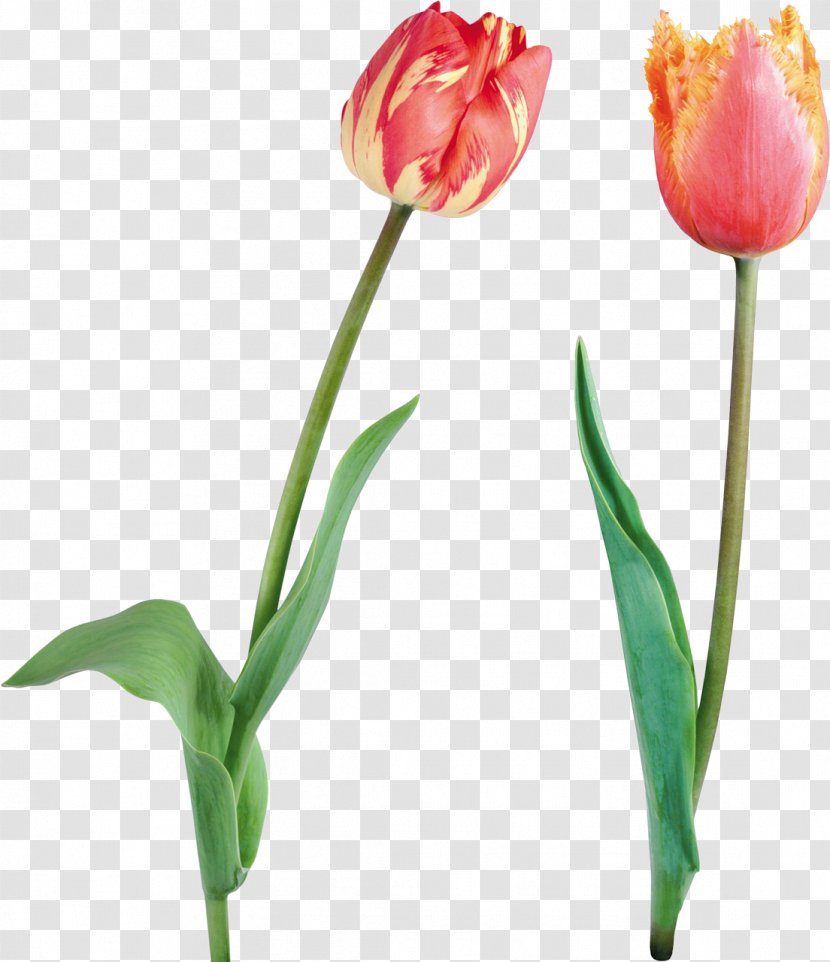 Tulip Flower Desktop Wallpaper Clip Art - Plant Stem Transparent PNG
