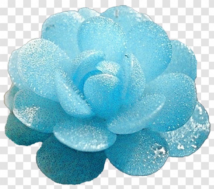 Blue Ice Succulent Plant Turquoise Transparent PNG