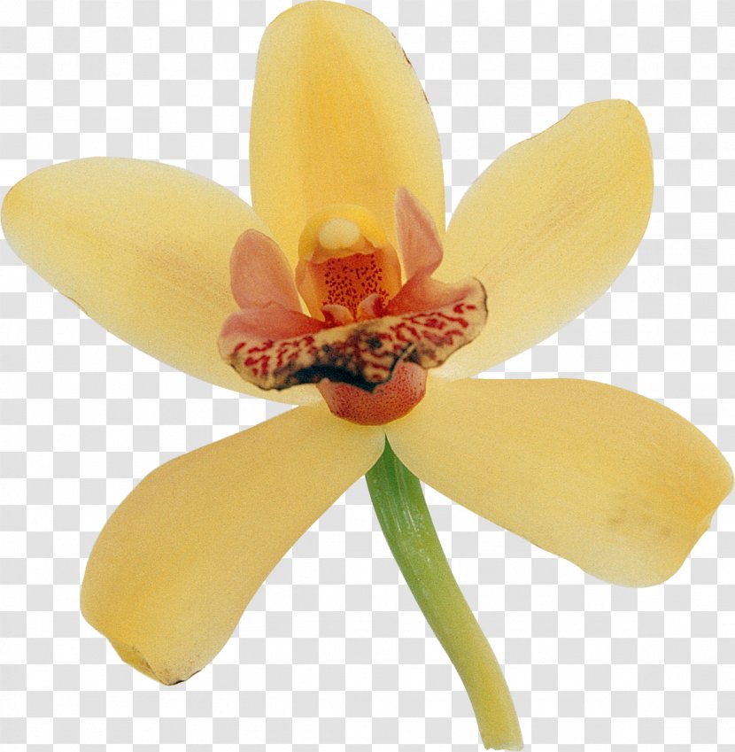 Moth Orchids Flowering Plant Petal - Yellow - Orchid Transparent PNG