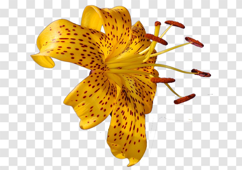 Lilium Flower Photography Clip Art - Flowering Plant Transparent PNG