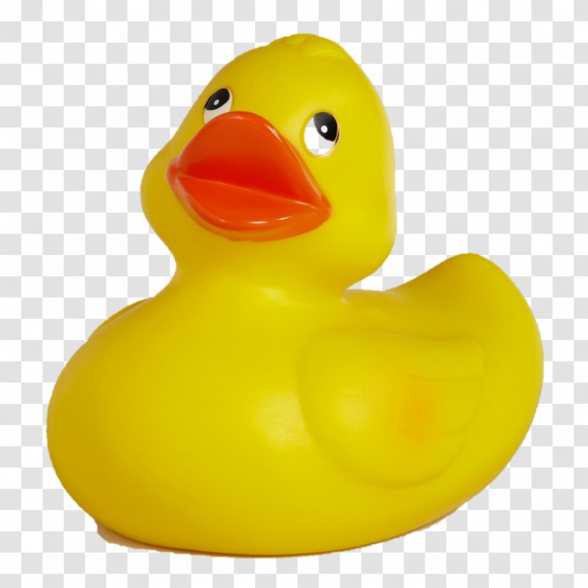 Duck Beak - Ducks Geese And Swans - Rubber Transparent PNG
