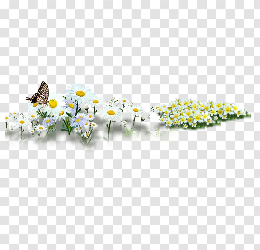 Common Sunflower Daisy - Eye - Floral Decoration Transparent PNG
